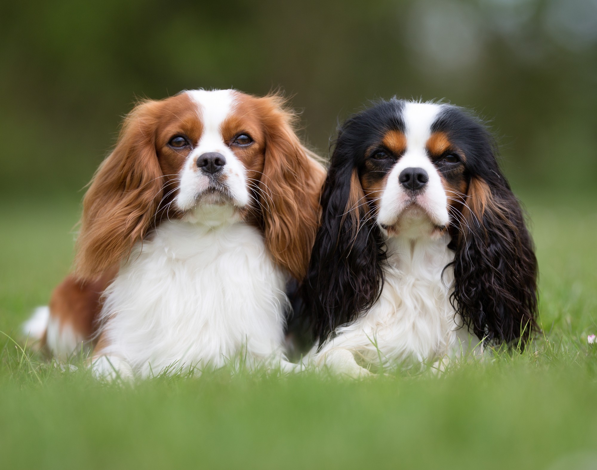 Unleash The Athletic Spirit Of Cavalier King Charles: Exploring Their  Spaniel Heritage And Oasis Puppies In Ohio | Oasis Puppies