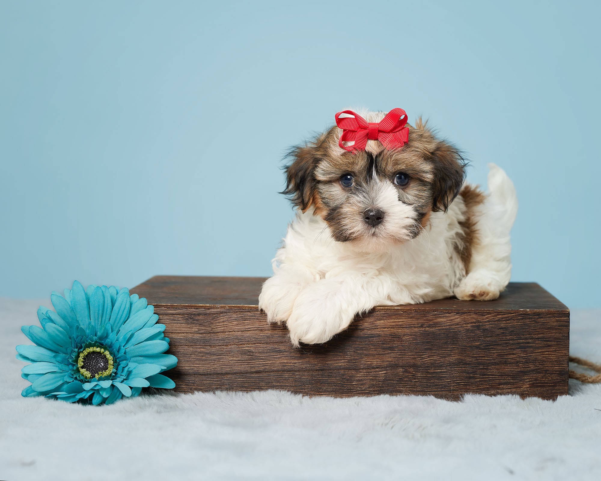 Grooming fashion brush for havanese