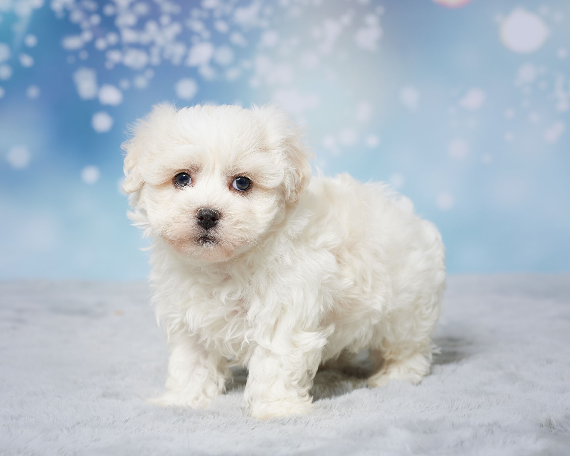 Premium Photo | Lover Valentine Havanese puppy with a red heart