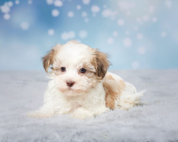 Havanese Puppy available for sale, Oasis Puppy Havanese, Hypoallergenic puppy, great family puppy, Christmas puppy, reserve your puppy today, well socialized puppy, small breed puppy that is family friendly