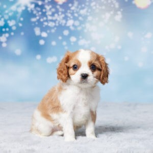 Cavalier King Charles Spaniel