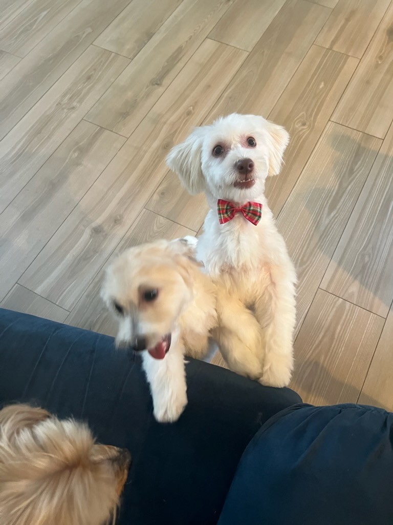 Generated Image
