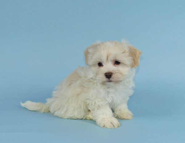 GRADY - Image 5