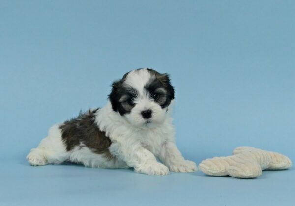JAMESON - Image 5