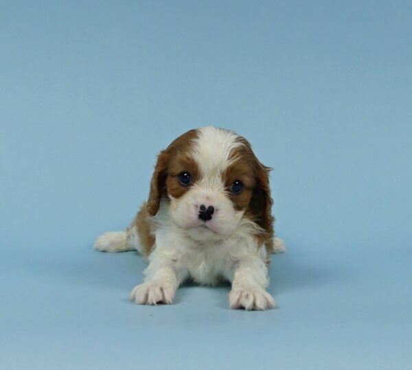 KARTER - Image 2
