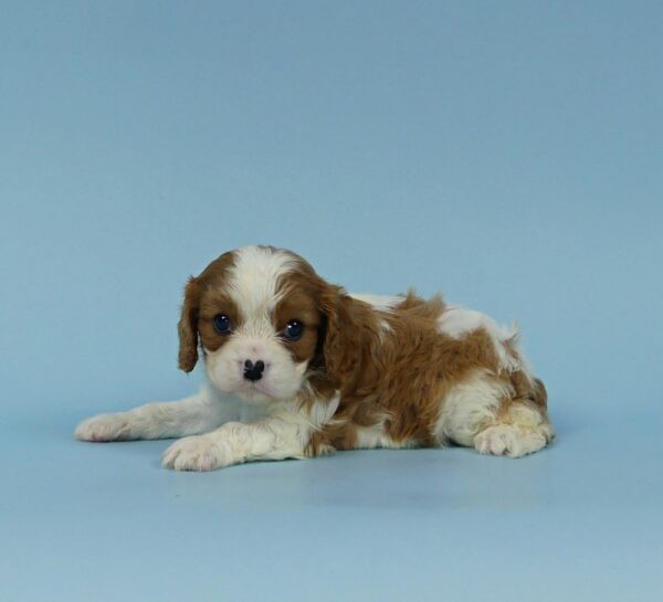 KARTER - Image 4
