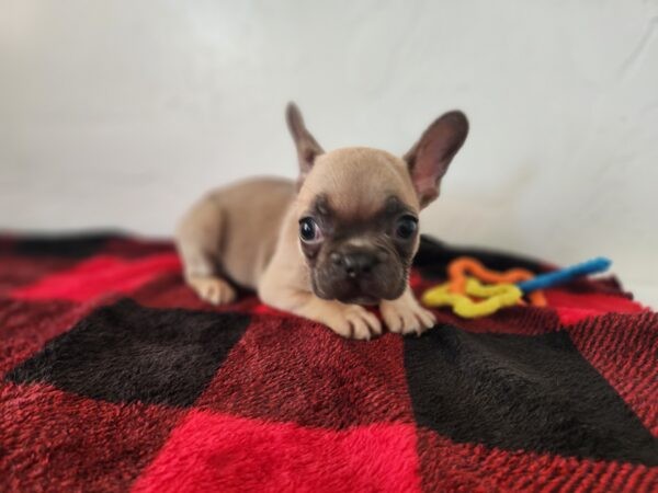 MADDOX