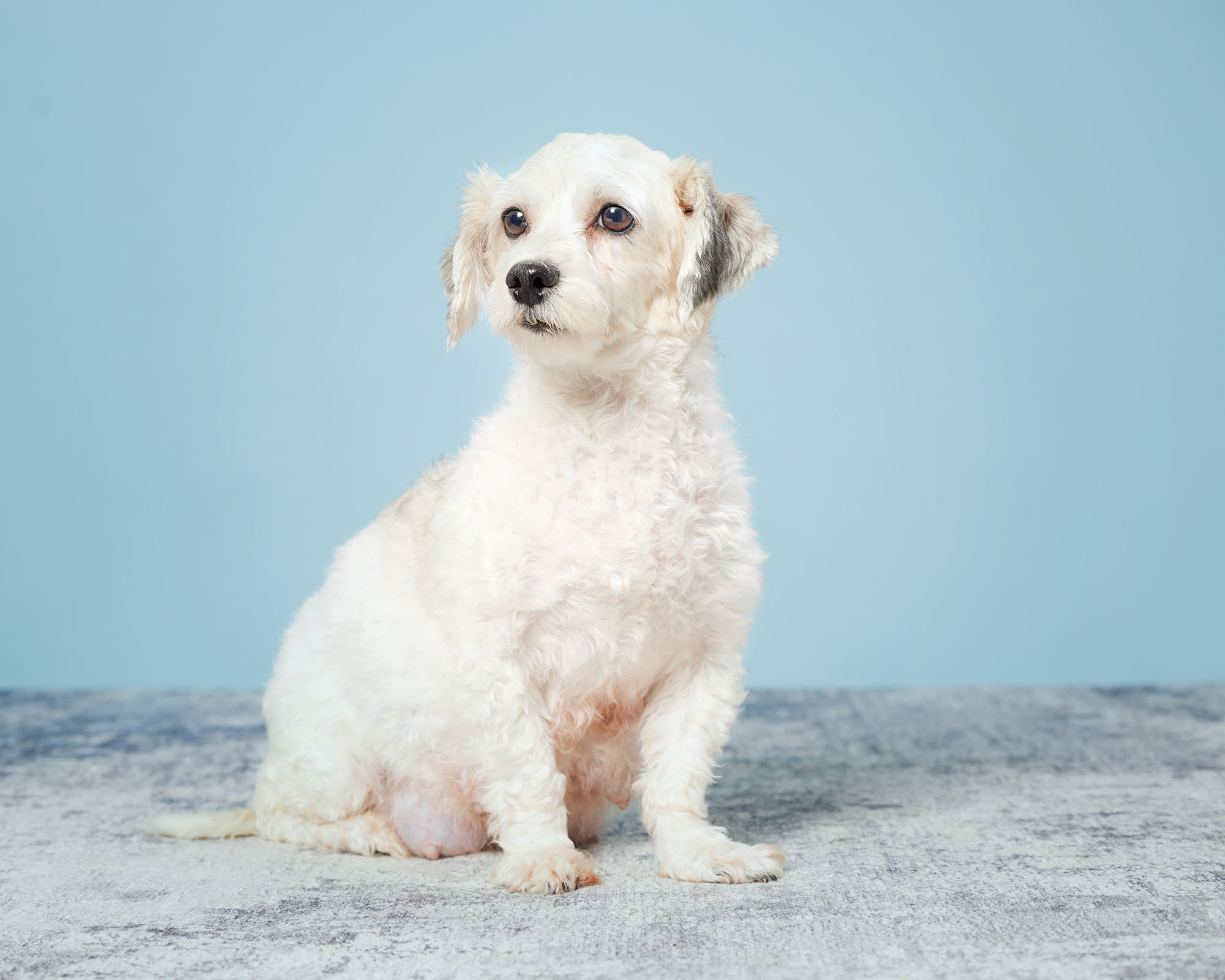 #havanese #havanesedog #havaneselove #havaneselife #havanesepuppy #havanesepuppies #havaneseoftheworld #adorablepuppies #newpuppy #puppyadoption #puppylove #furbaby #puppyadoption #happypuppy #playfulpup #puppylove #adopt #puppyoftheday #familypuppies #adoptapup #adoptmepets #oasispuppies