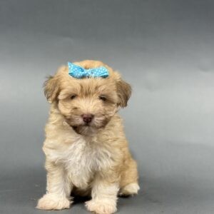 OAKLEE