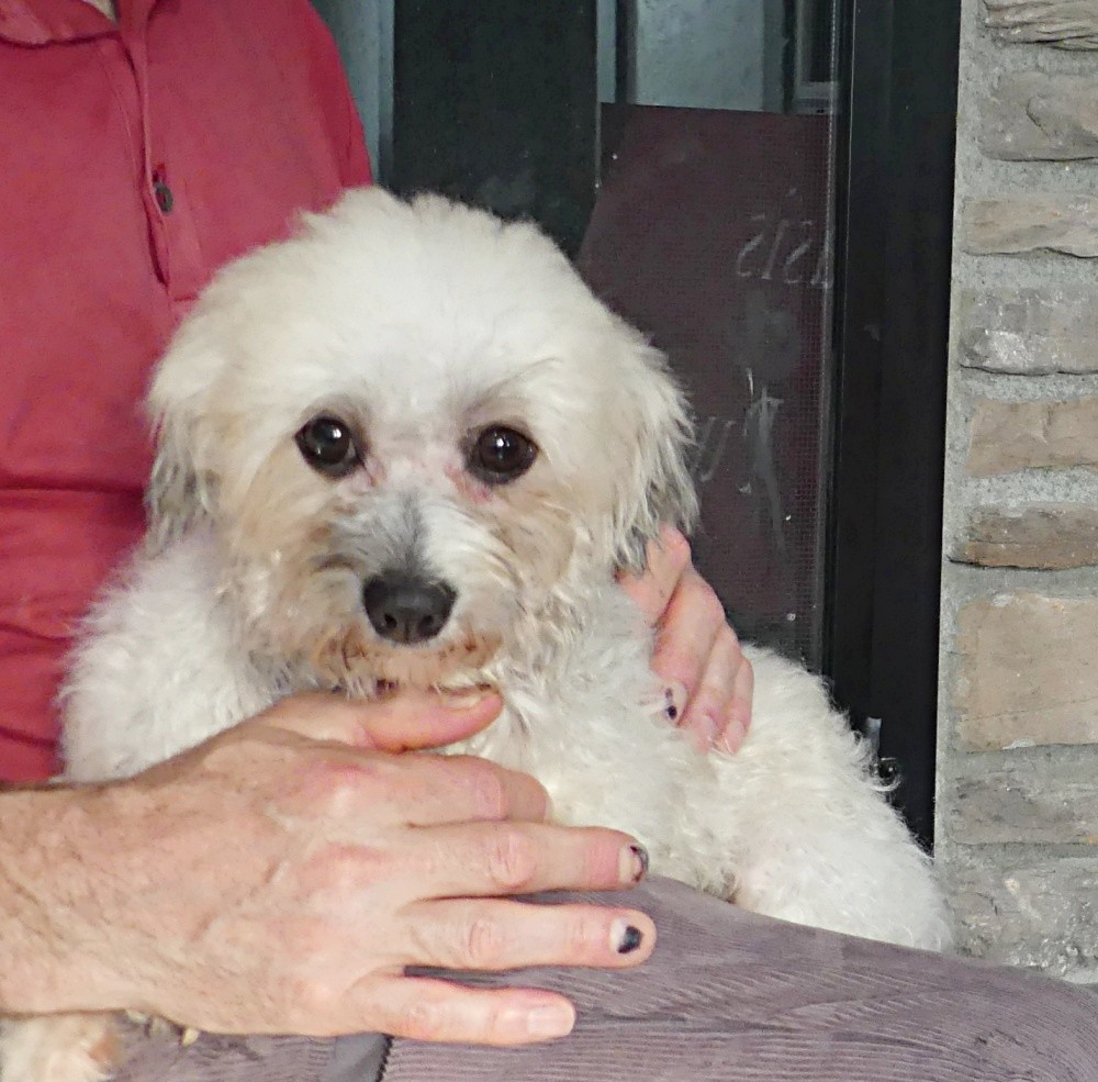 #havanese #havanesedog #havaneselove #havaneselife #havanesepuppy #havanesepuppies #havaneseoftheworld #adorablepuppies #newpuppy #puppyadoption #puppylove #furbaby #puppyadoption #happypuppy #playfulpup #puppylove #adopt #puppyoftheday #familypuppies #adoptapup #adoptmepets #oasispuppies