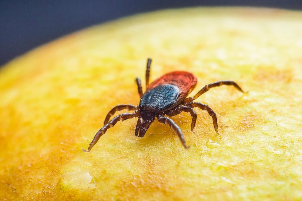 sheep tick, free wallpaper, hd wallpaper, castor bean tick, taiga tick wood tick, free background, floral background, 4k wallpaper 1920x1080, wallpaper hd, beautiful wallpaper, insect, animal, full hd wallpaper, disease, nature, wallpaper 4k, macro, background, illness, tallinn, laptop wallpaper, estonia, cool backgrounds, 4k wallpaper, windows wallpaper, park, forest, mac wallpaper, grass, plant, desktop backgrounds, close up