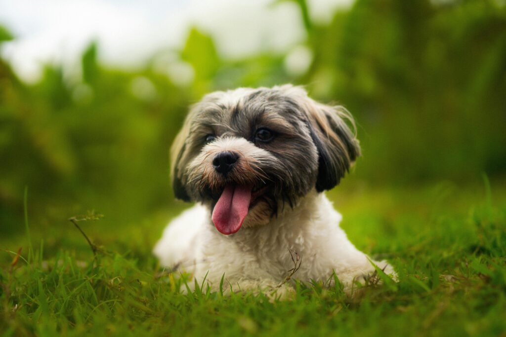 Cute Havanese dog lying on lush green grass, looking happy and relaxed outdoors.