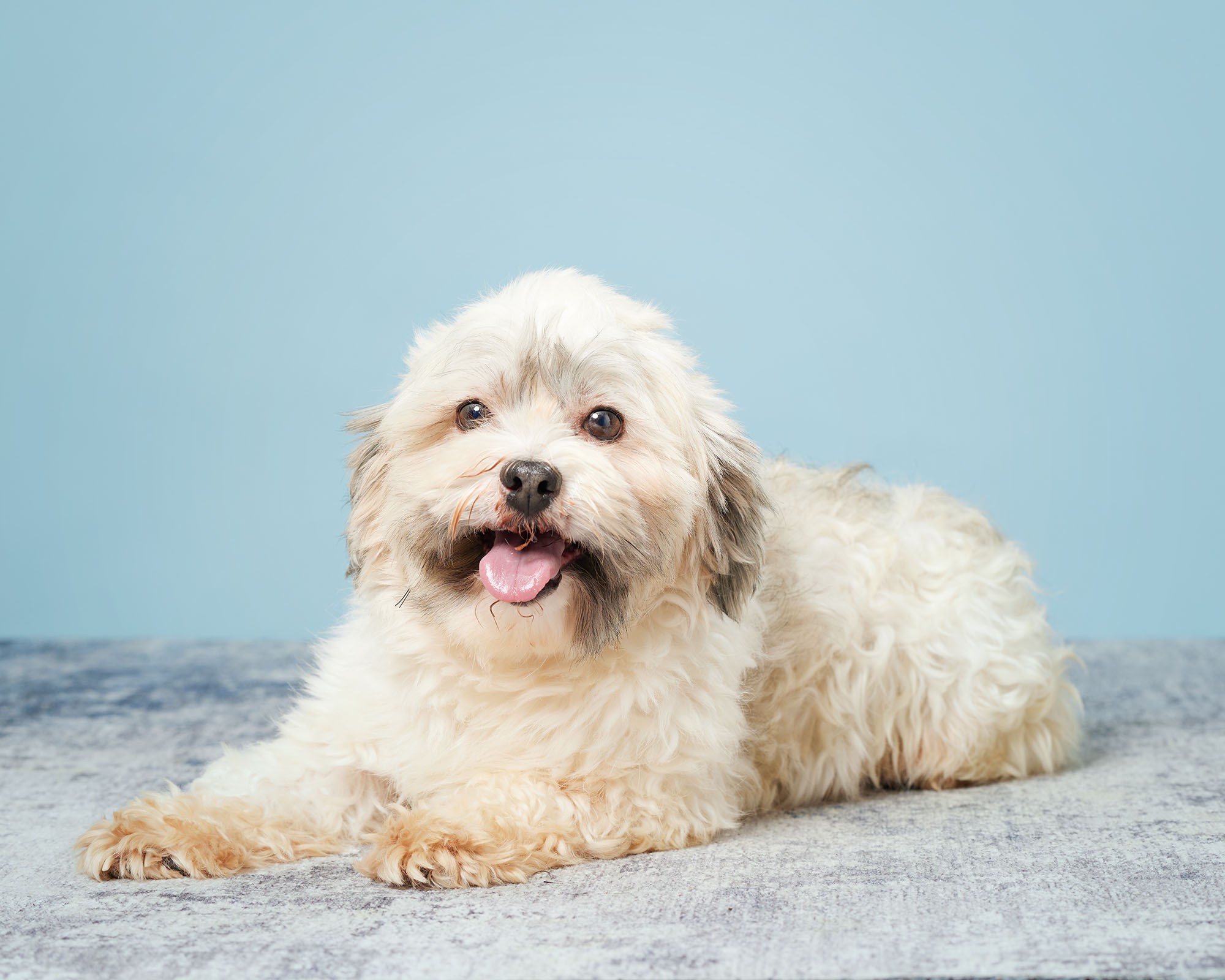 #havanese #havanesedog #havaneselove #havaneselife #havanesepuppy #puppylove #adoptmepets #oasispuppies