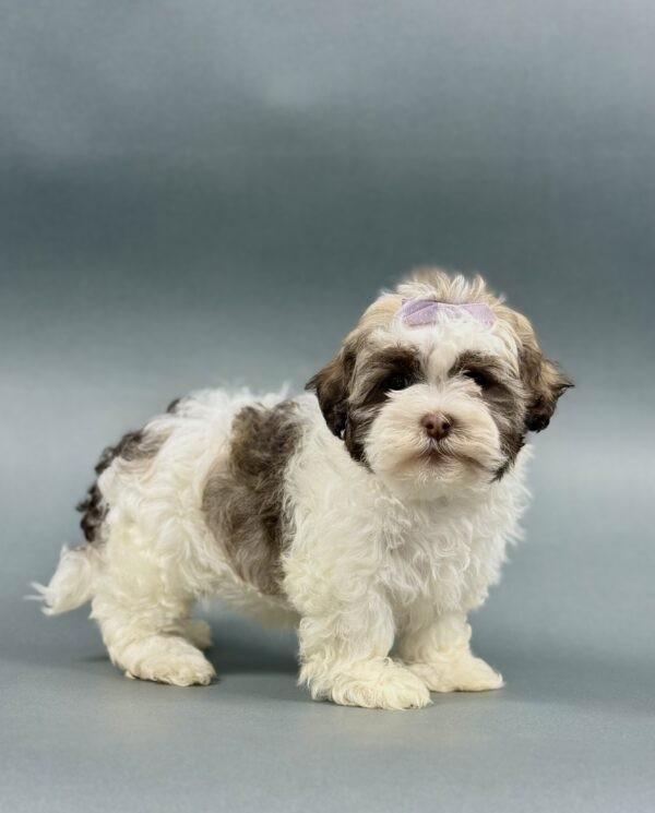 QUEENIE - Image 2