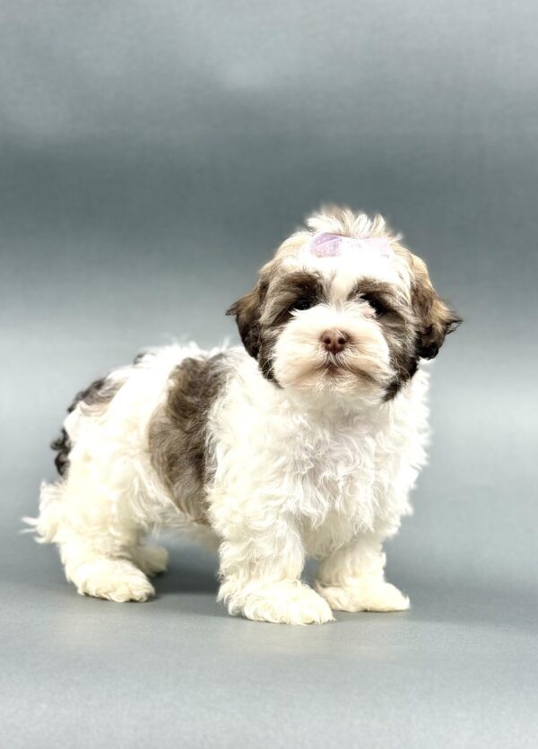 QUEENIE - Image 4