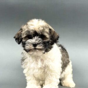 QUINCY
