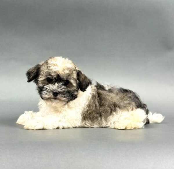 QUINCY - Image 2