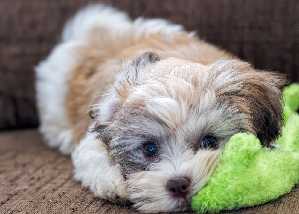 Oasis Puppies | Understanding the Puppy Health Guarantee and What It Covers with Oasis Puppies