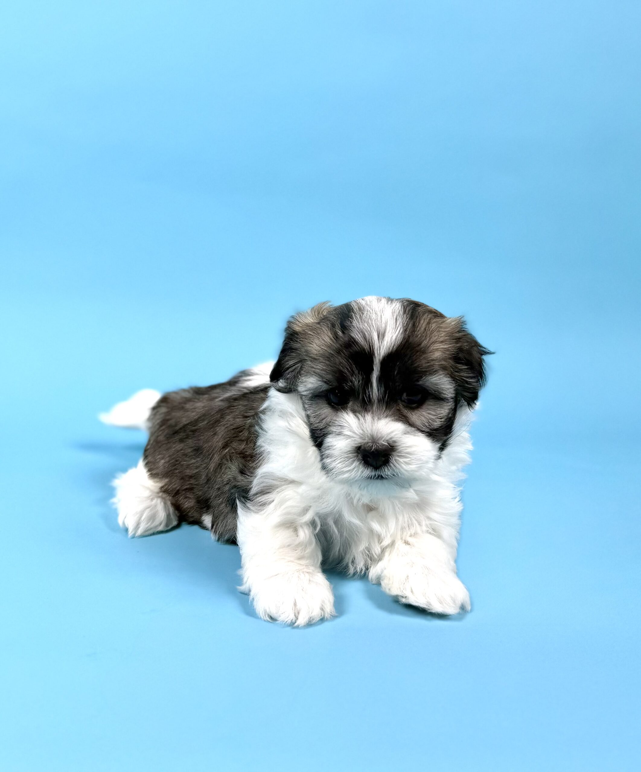 Oasis Puppies | WENDELL WENDELL - Image 2