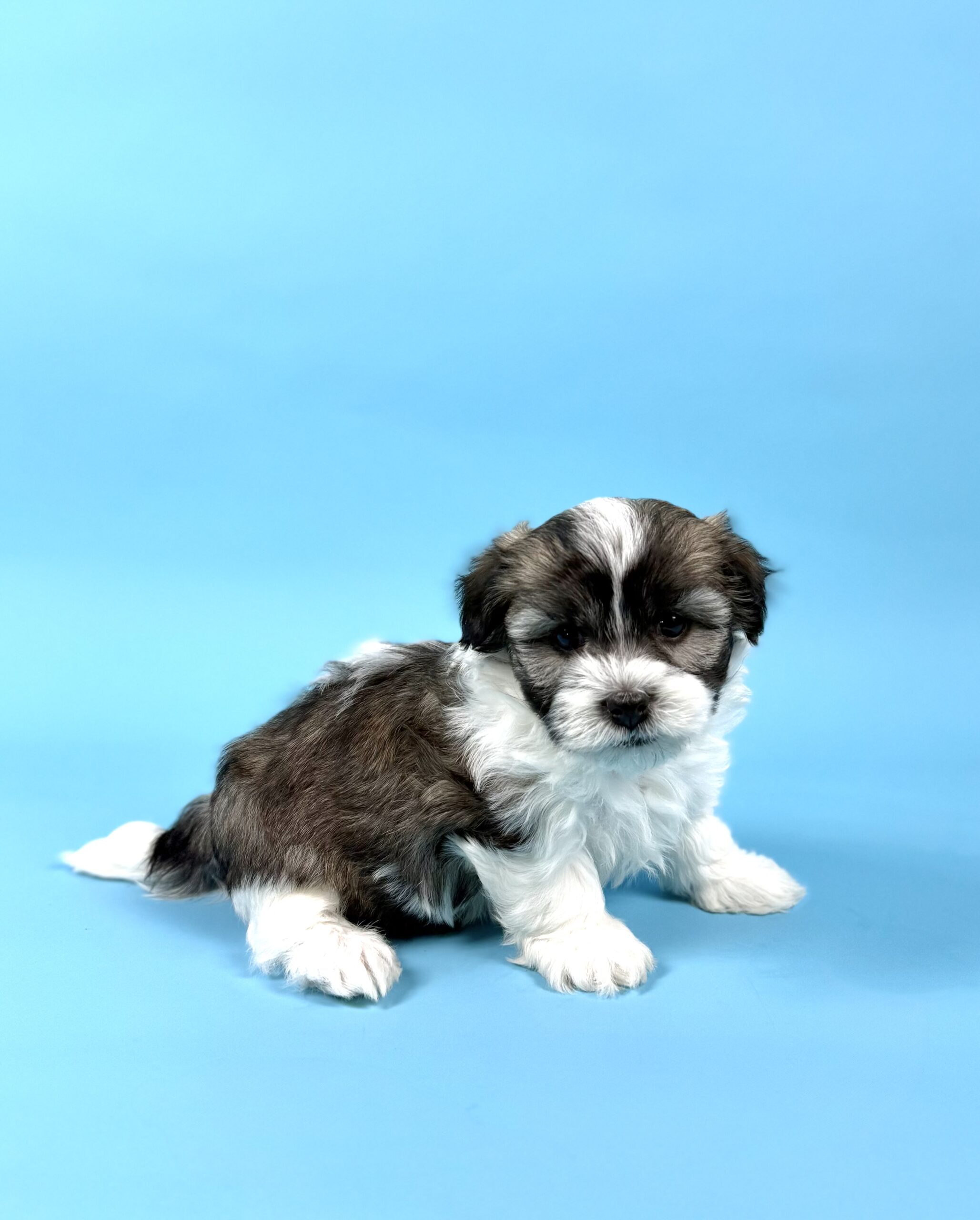 Oasis Puppies | WENDELL WENDELL - Image 3