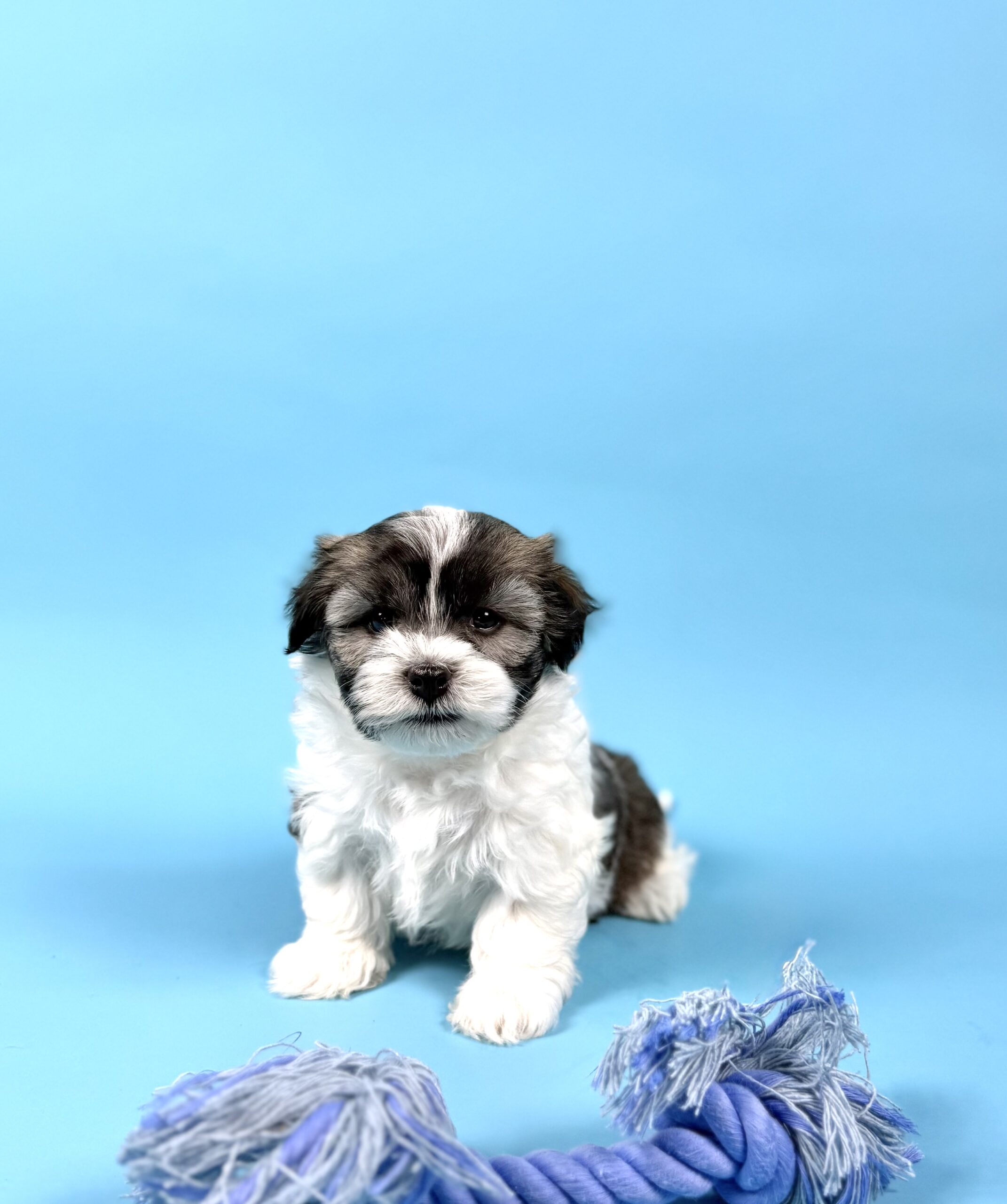 Oasis Puppies | WENDELL WENDELL - Image 4