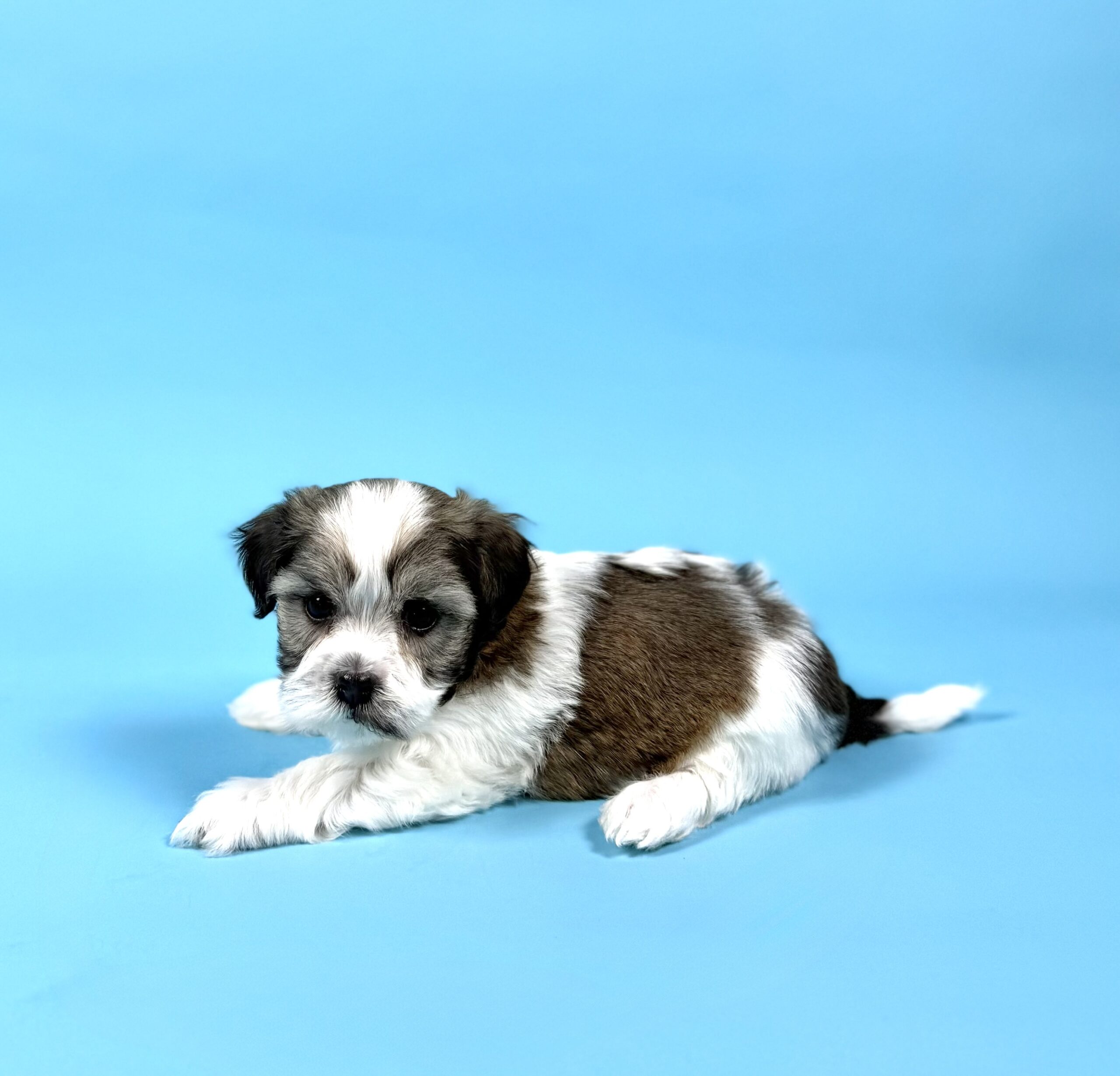 Oasis Puppies | WATSON WATSON - Image 3
