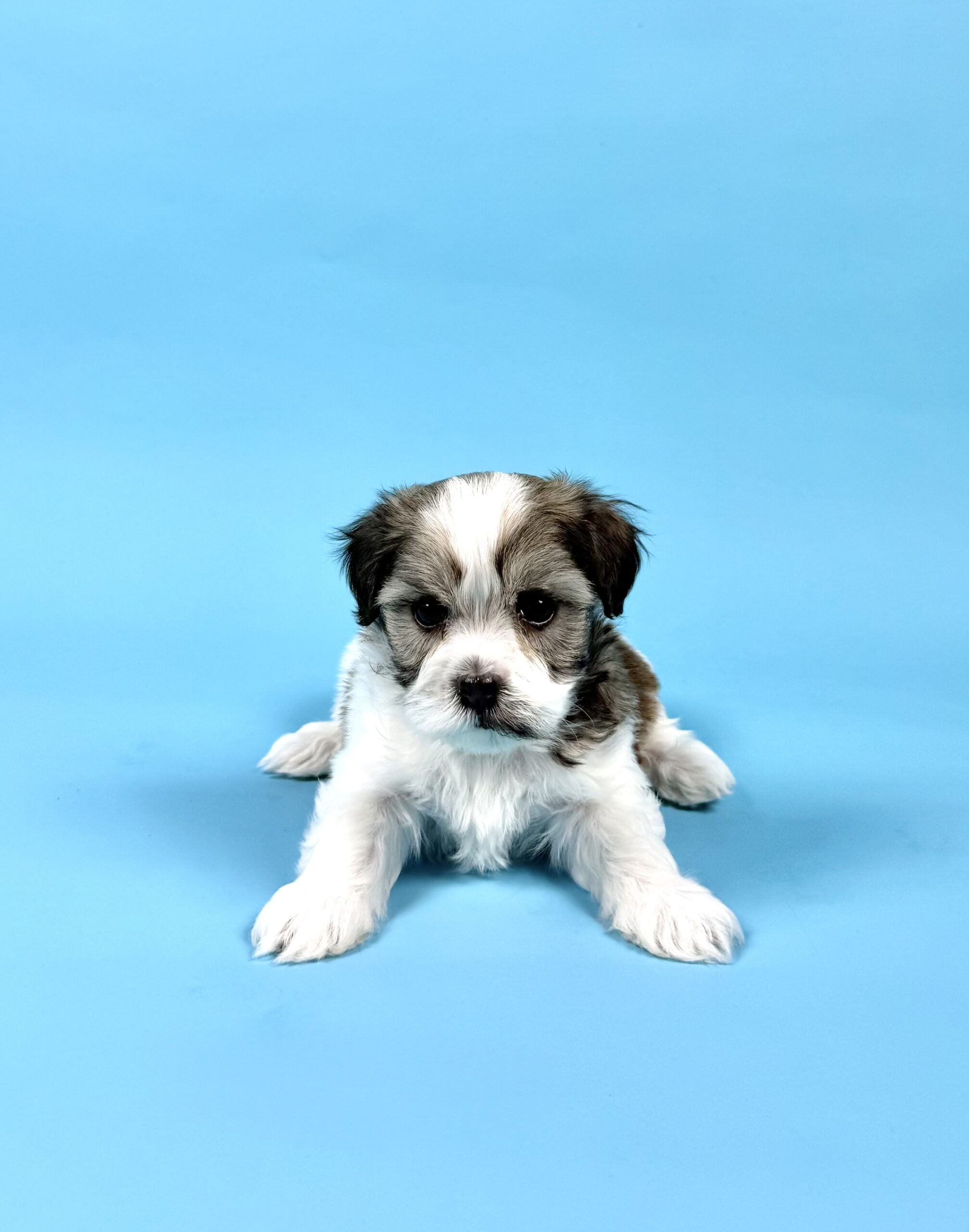 Oasis Puppies | WATSON WATSON - Image 4