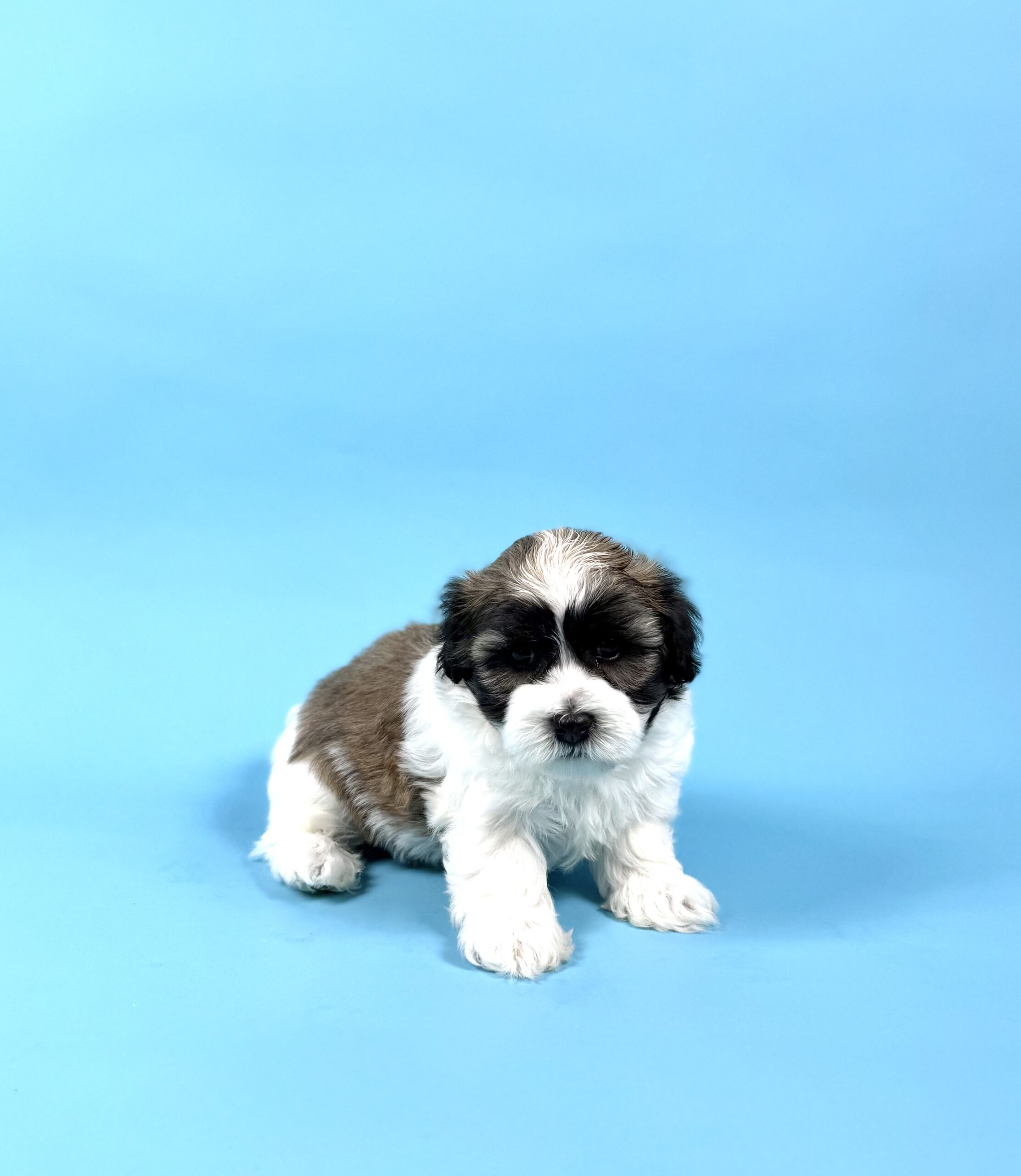 Oasis Puppies | WARREN WARREN - Image 3