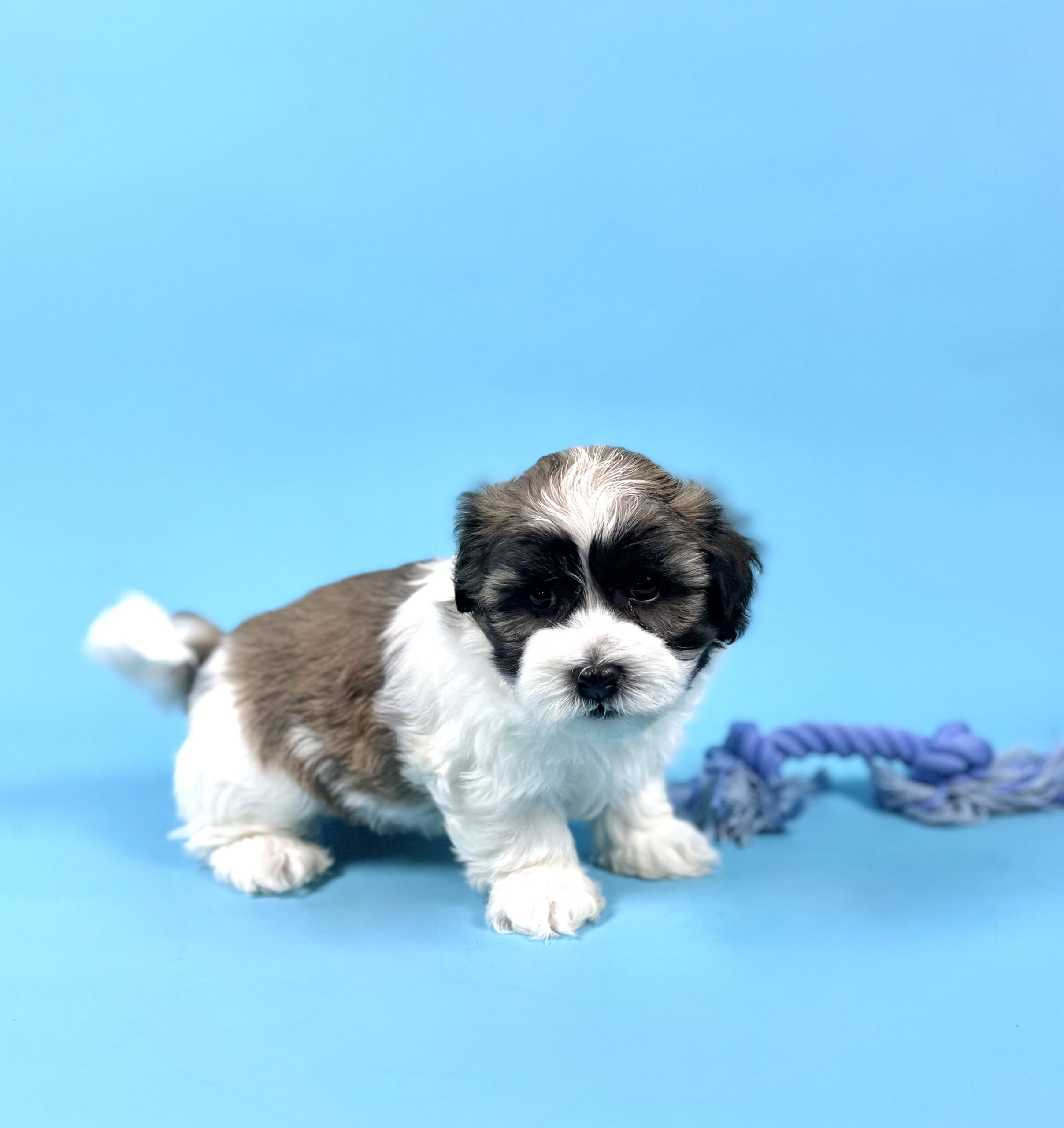 Oasis Puppies | WARREN WARREN - Image 2