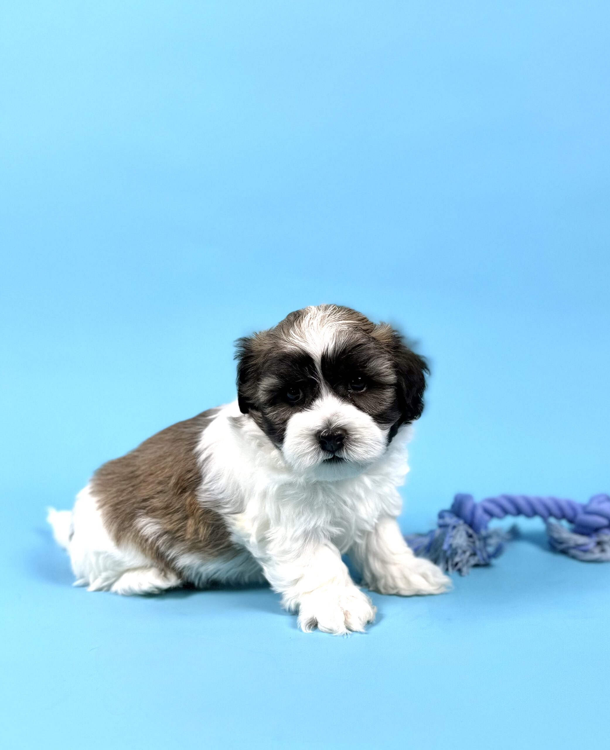 Oasis Puppies | WARREN WARREN - Image 4