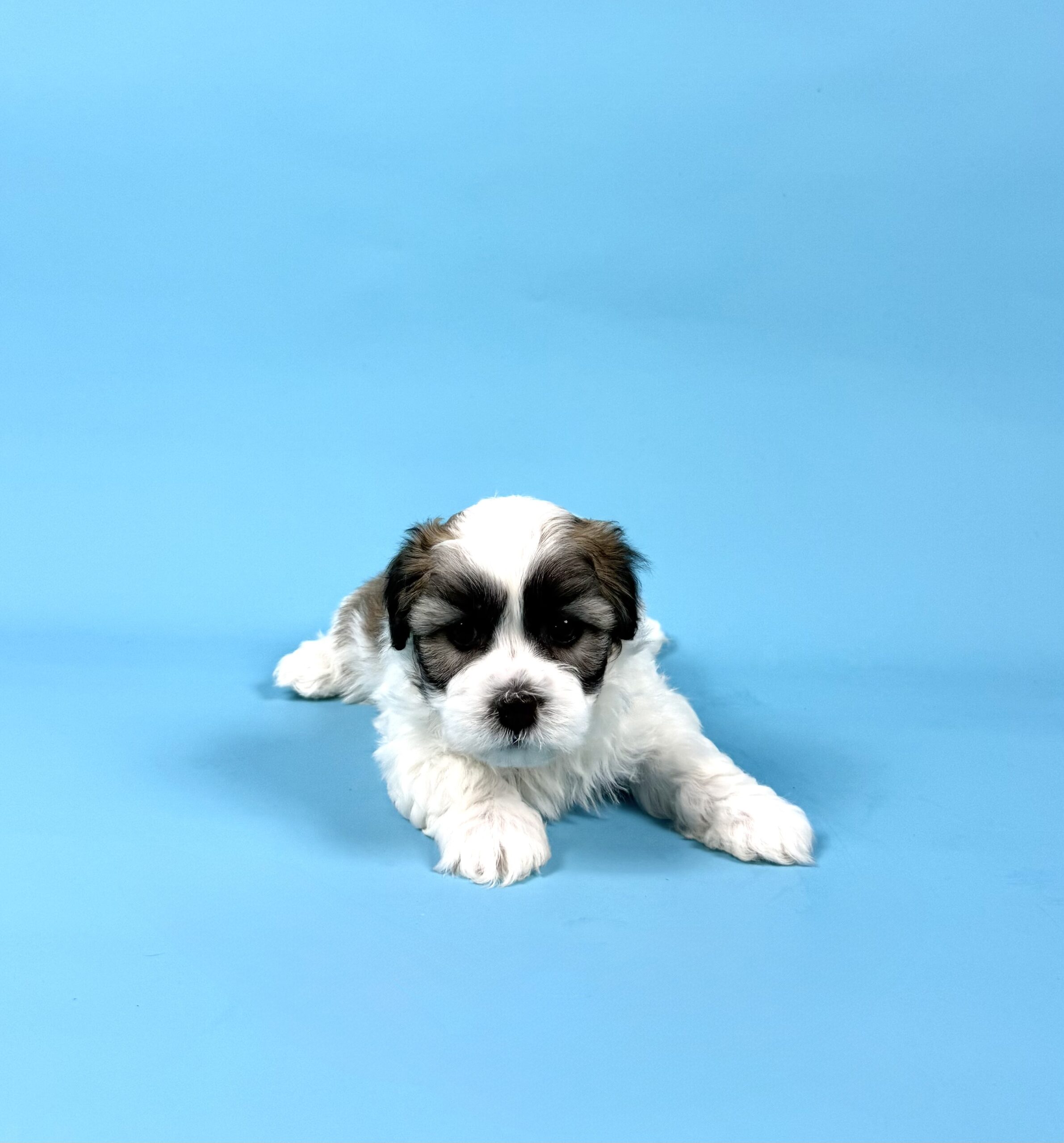 Oasis Puppies | WAYLON WAYLON - Image 2