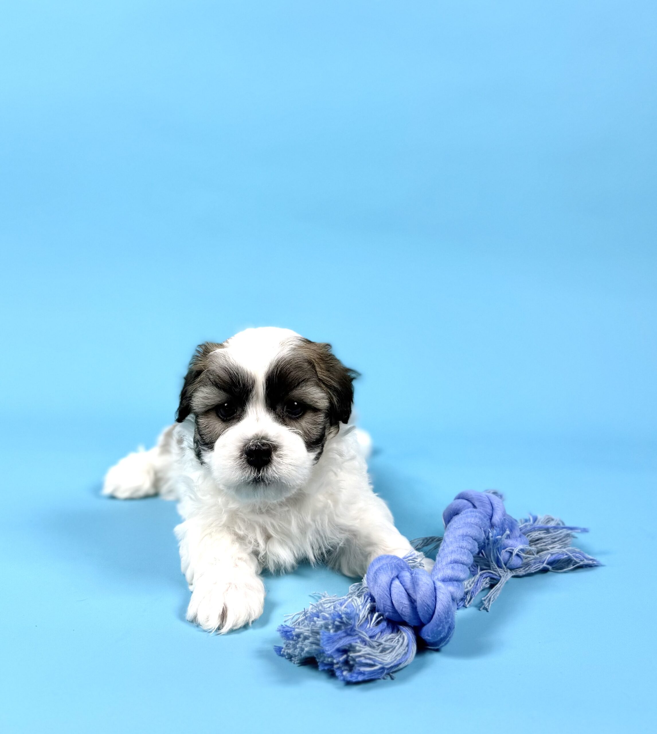 Oasis Puppies | WAYLON WAYLON - Image 3