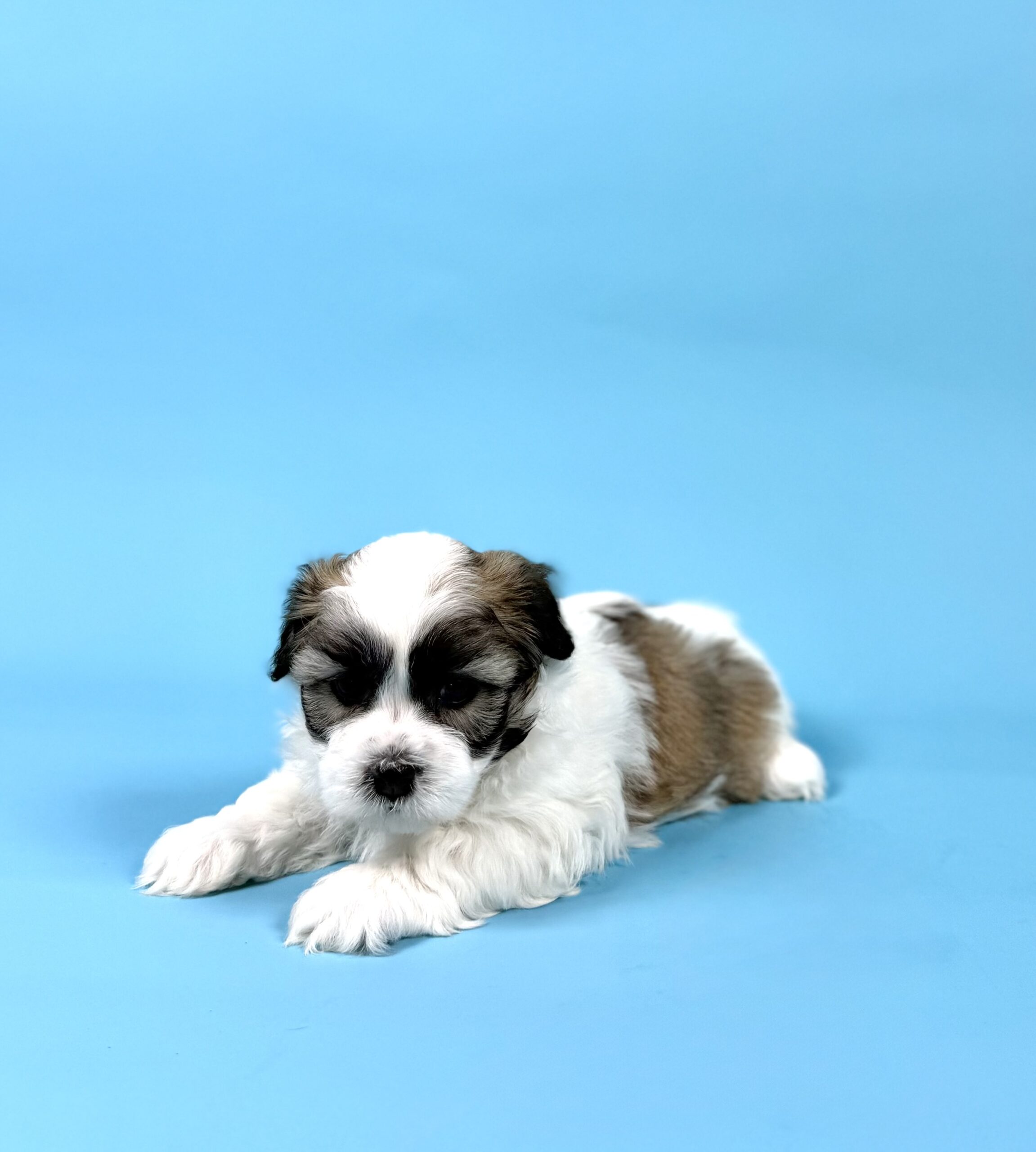 Oasis Puppies | WAYLON WAYLON - Image 4