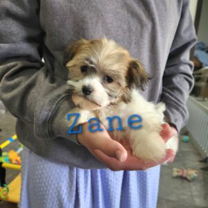 ZANE