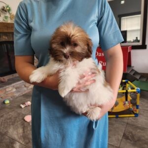 Oasis Puppies | BINGO YALE