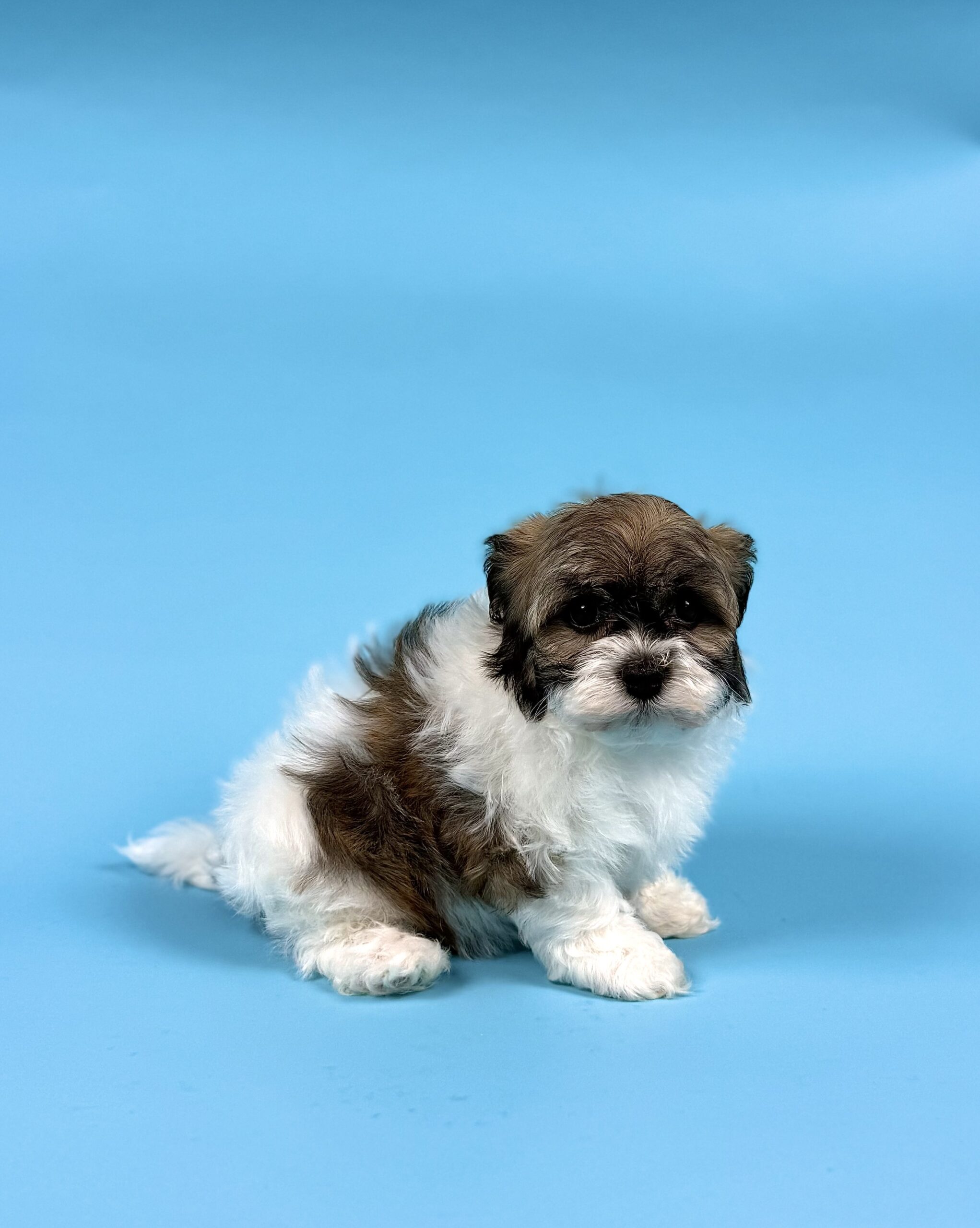 Oasis Puppies | YVONNE YVONNE - Image 3