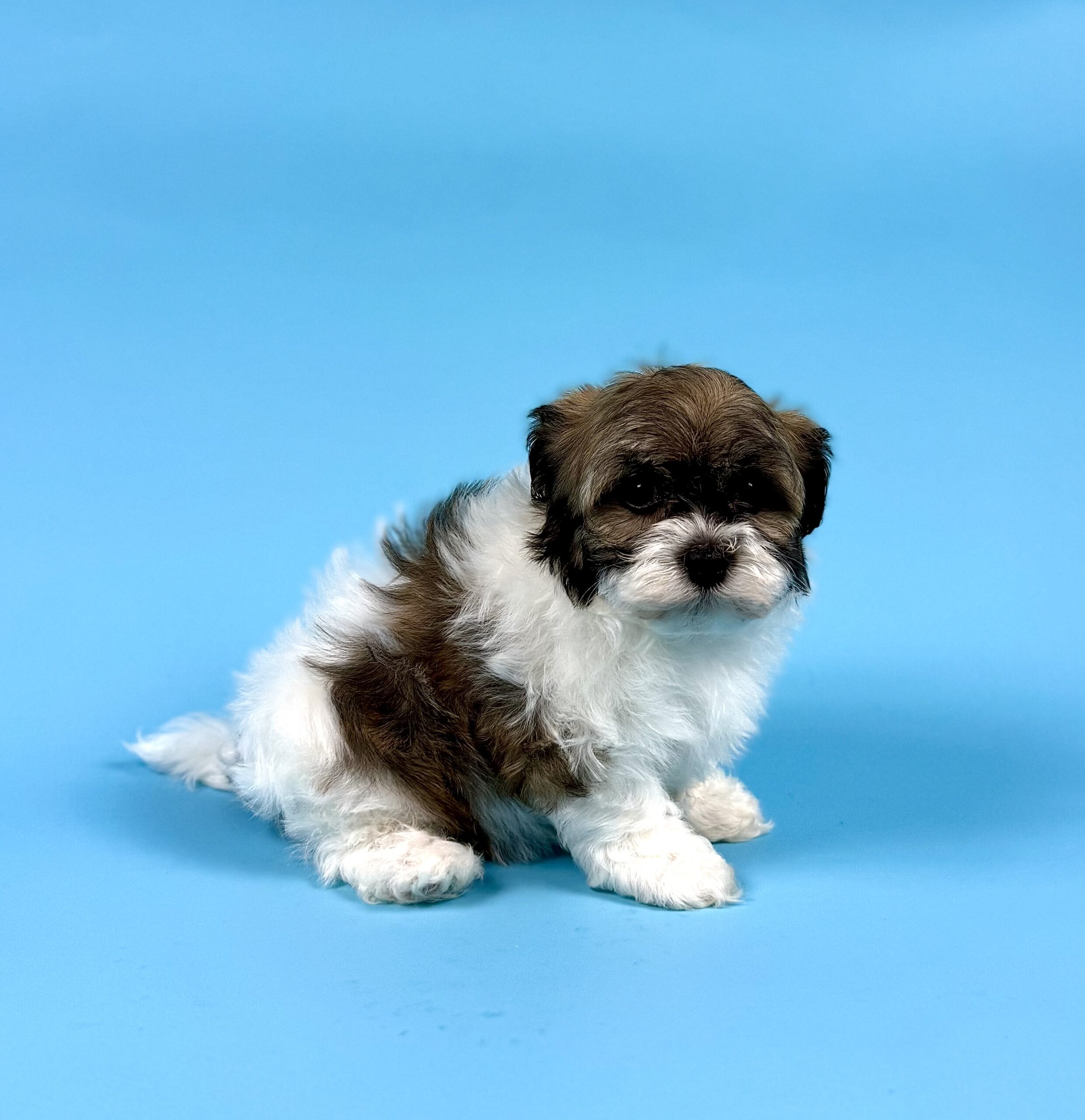 Oasis Puppies | YVONNE YVONNE - Image 4