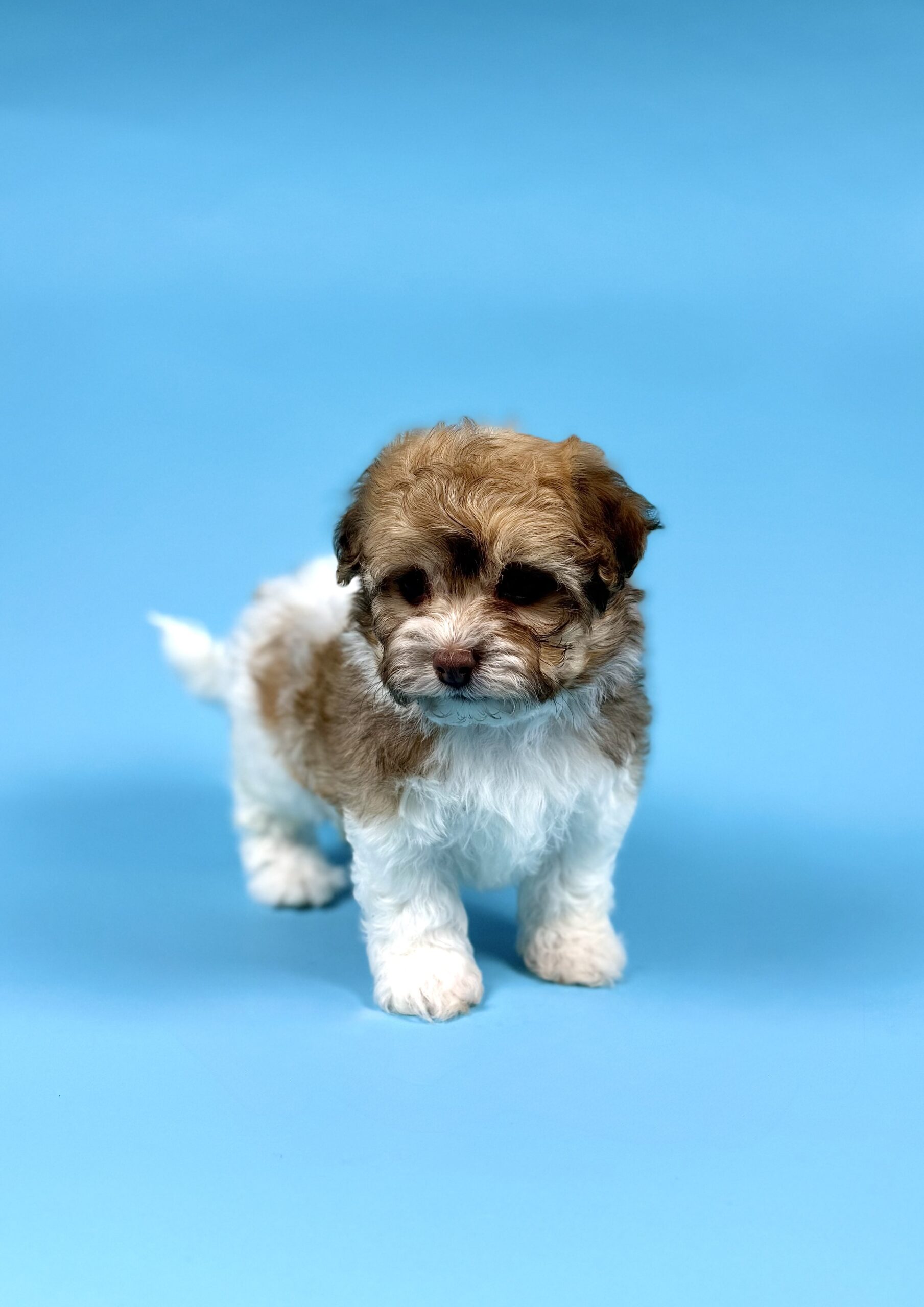 Oasis Puppies | YURI YURI - Image 2