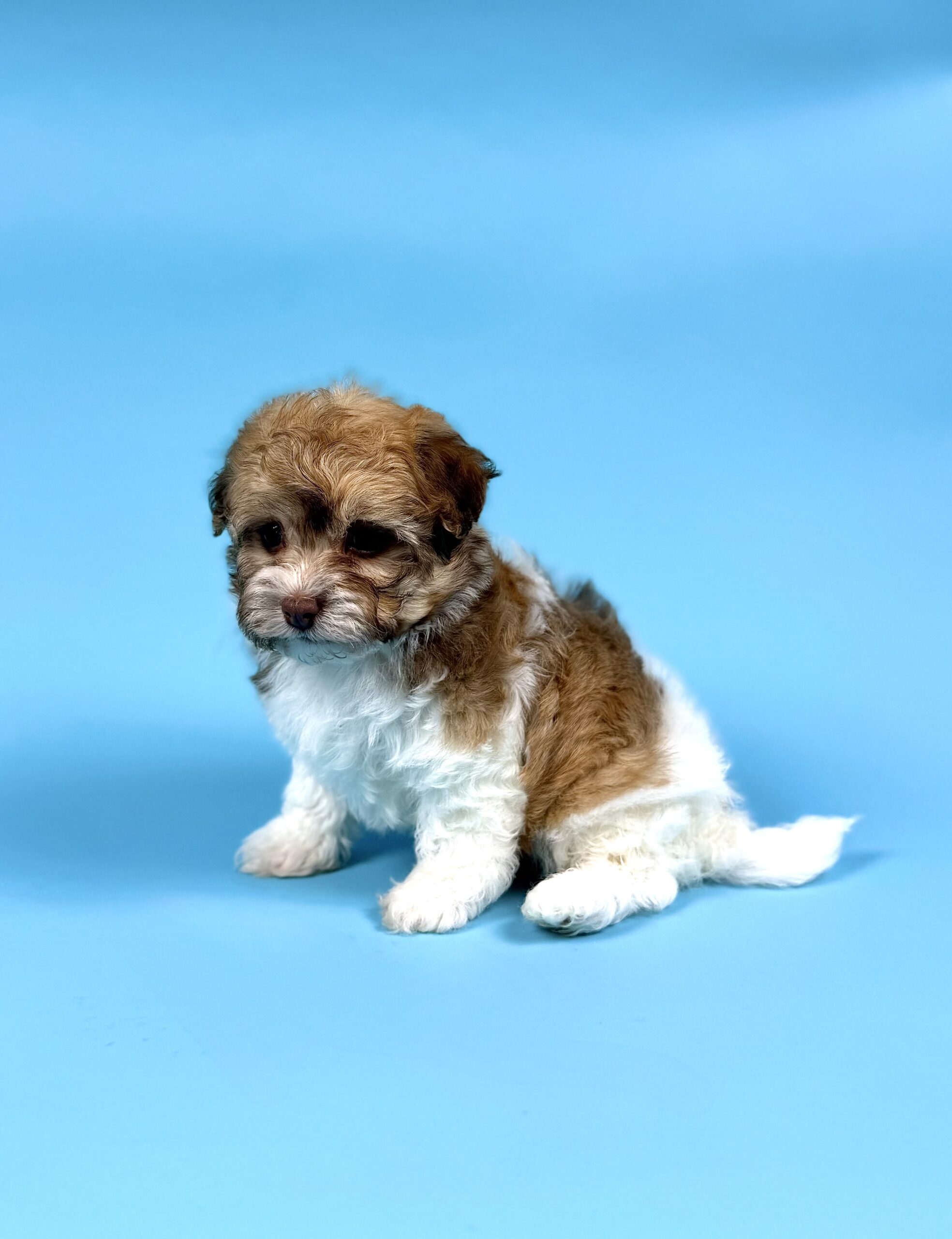 Oasis Puppies | YURI YURI - Image 3