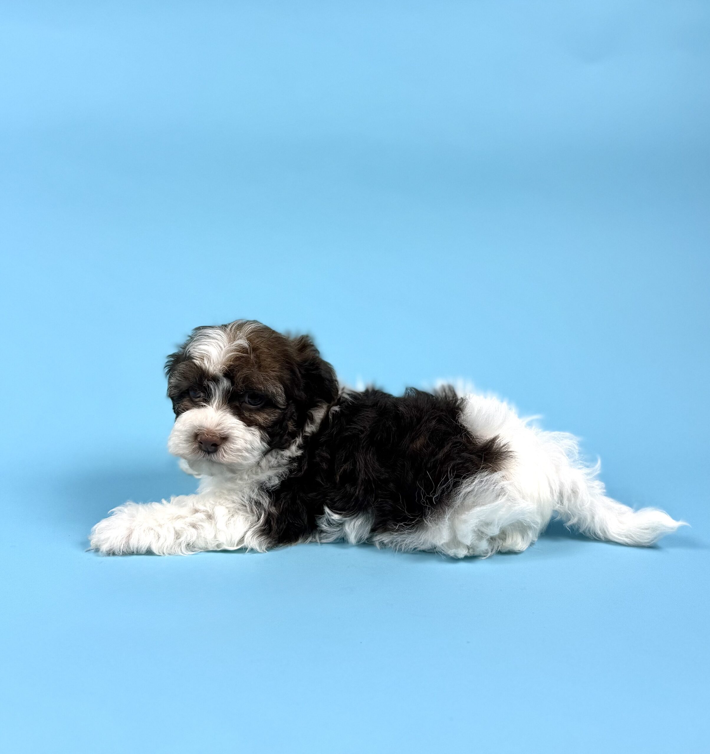 Oasis Puppies | YATES YATES - Image 3