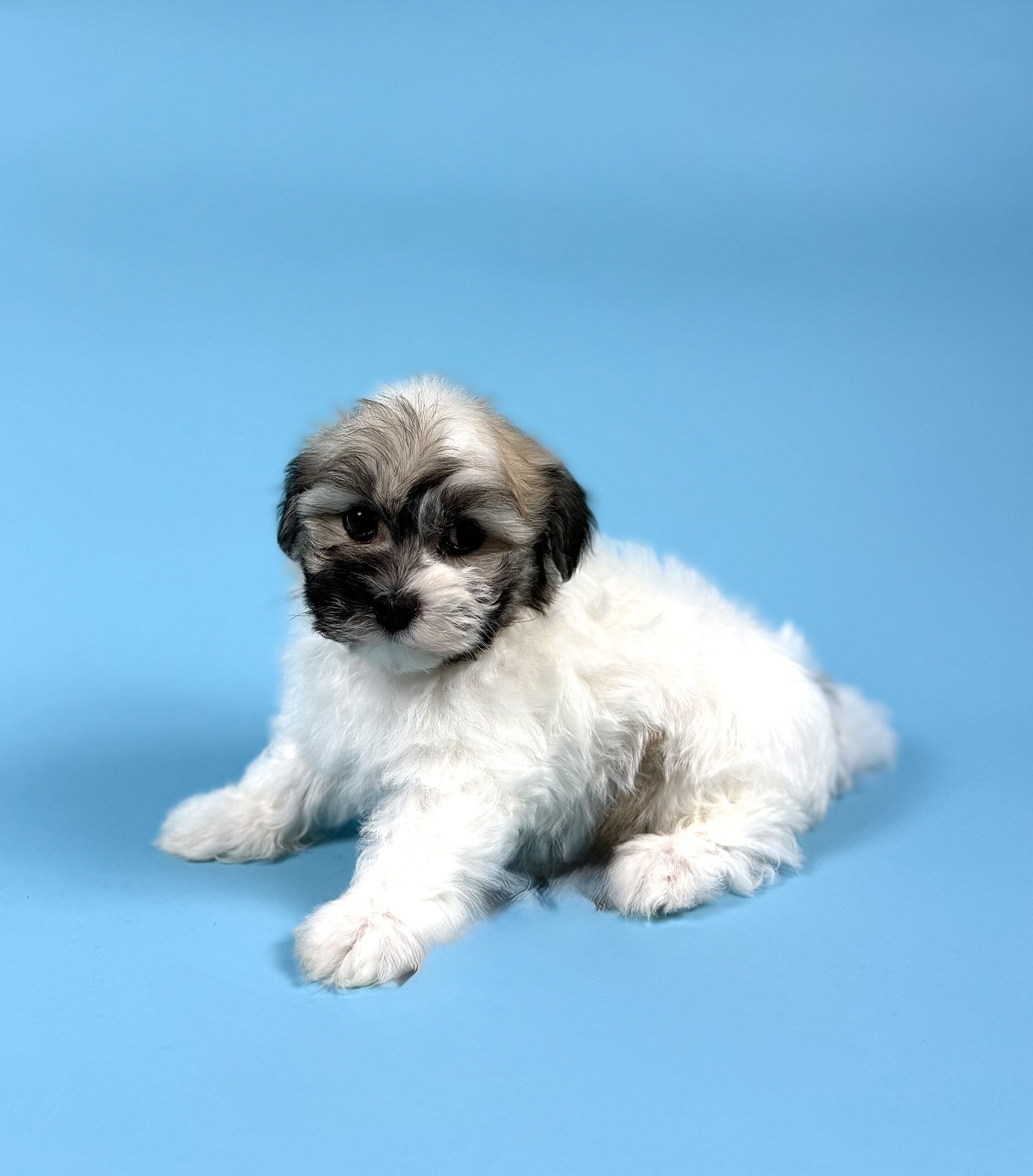 Oasis Puppies | YASMINE YASMINE - Image 4