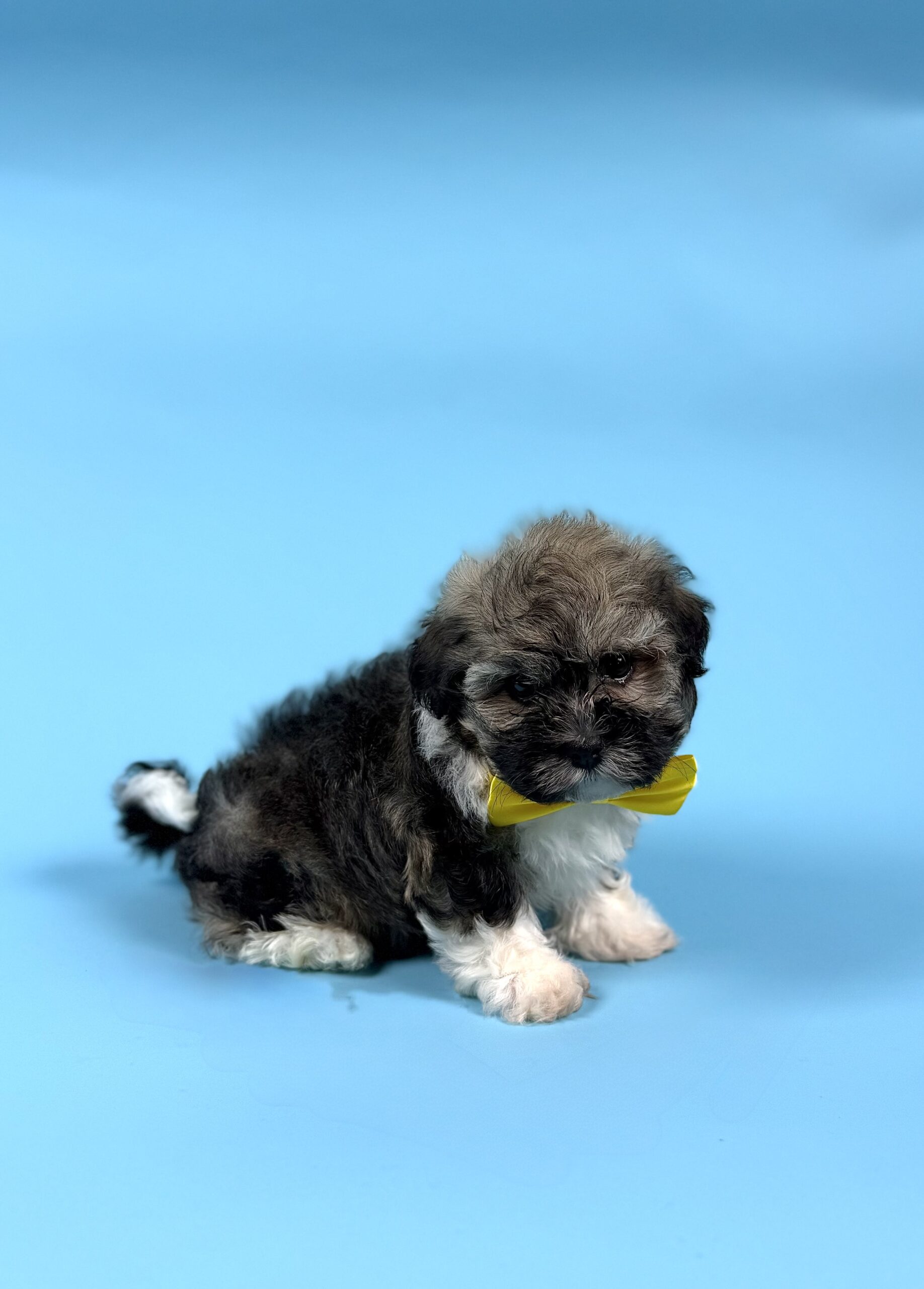 Oasis Puppies | ADELINE ADELINE - Image 2