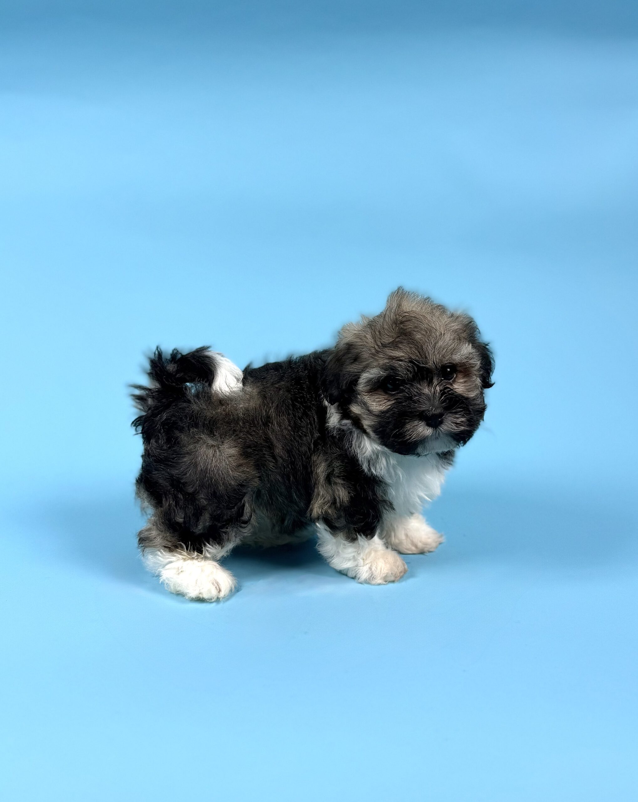 Oasis Puppies | ADELINE ADELINE - Image 3