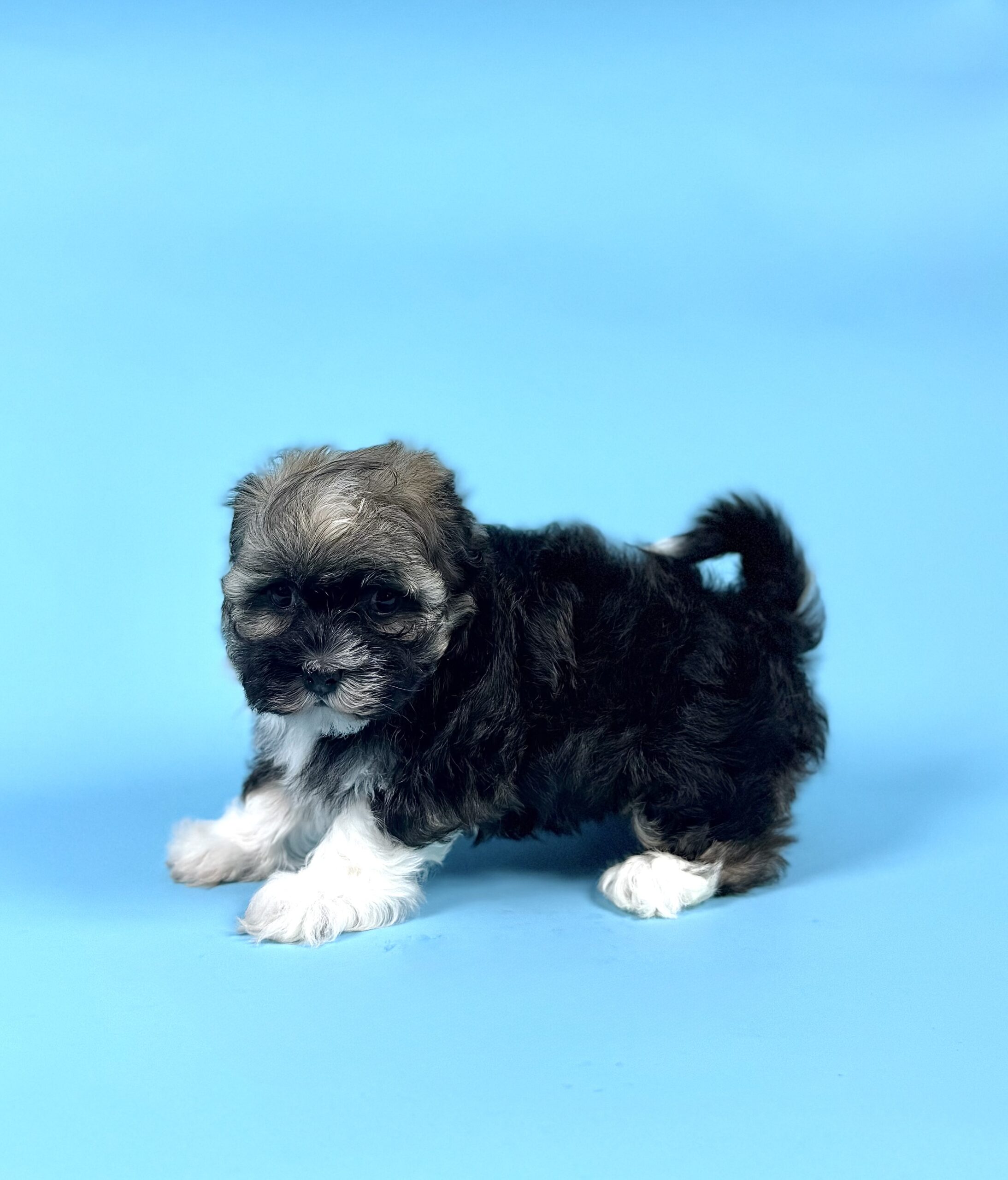 Oasis Puppies | AUDREY AUDREY - Image 2