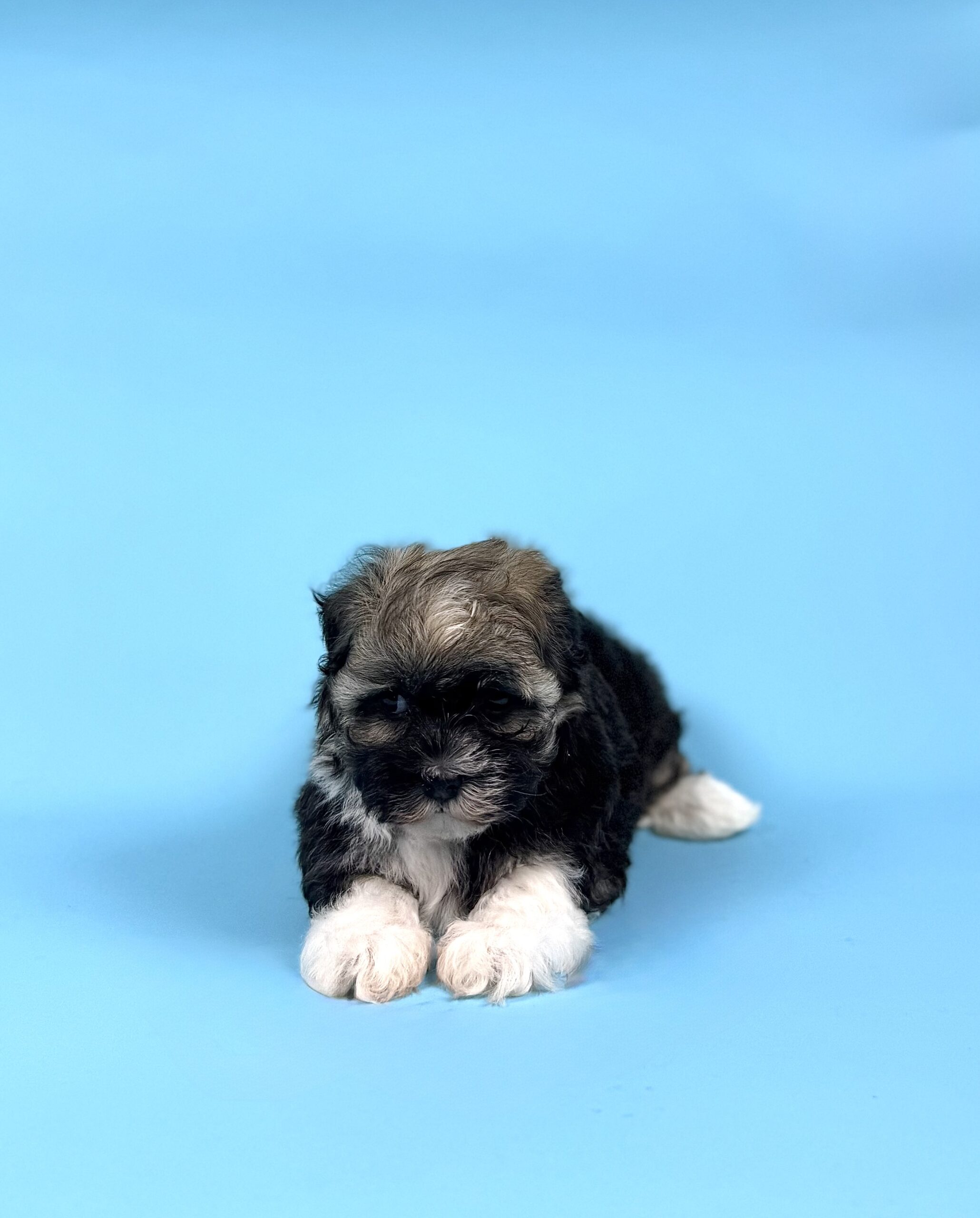 Oasis Puppies | AUDREY AUDREY - Image 4