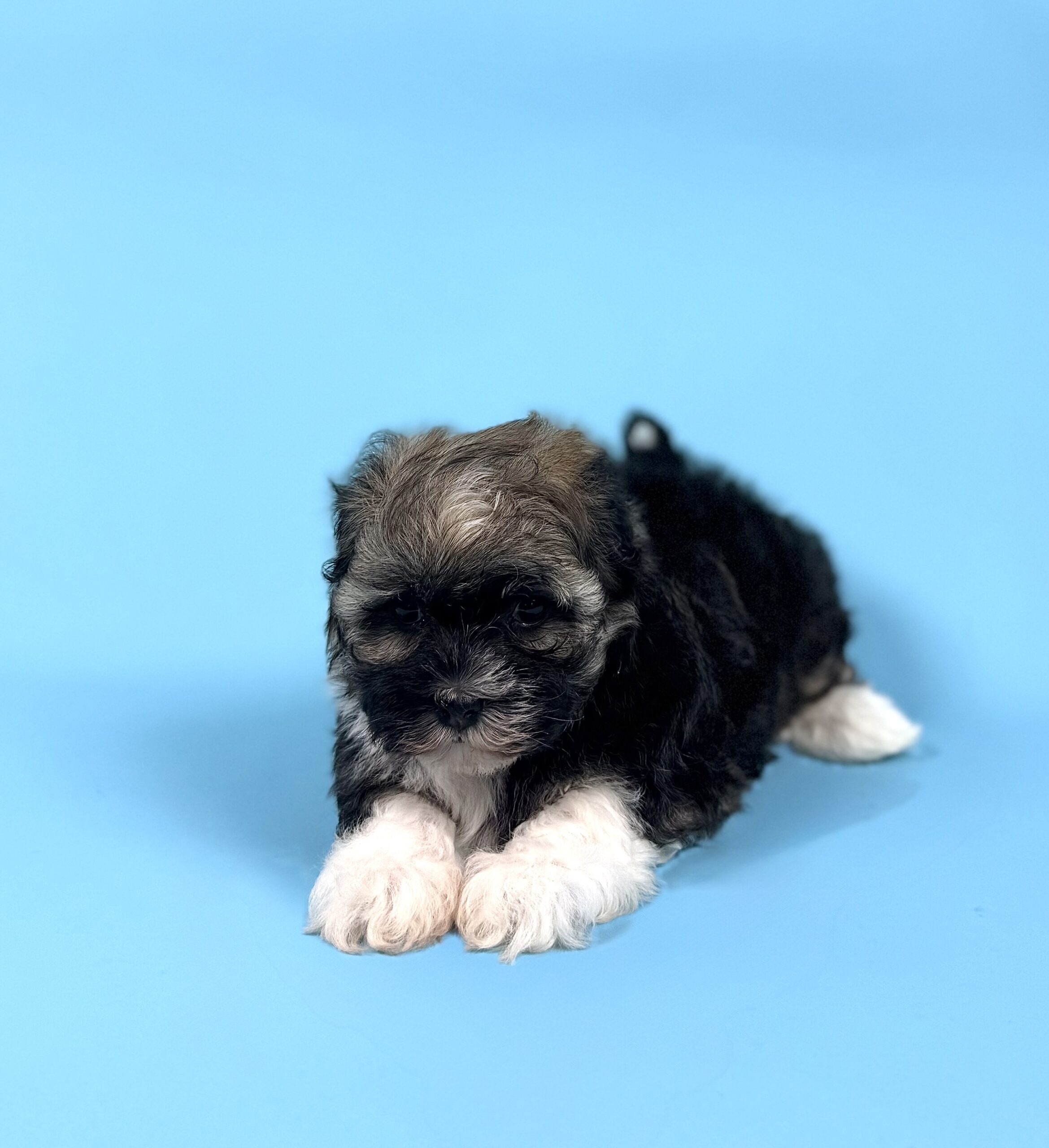 Oasis Puppies | AUDREY AUDREY - Image 3