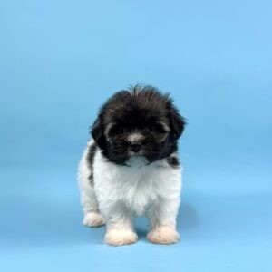 BISCUIT