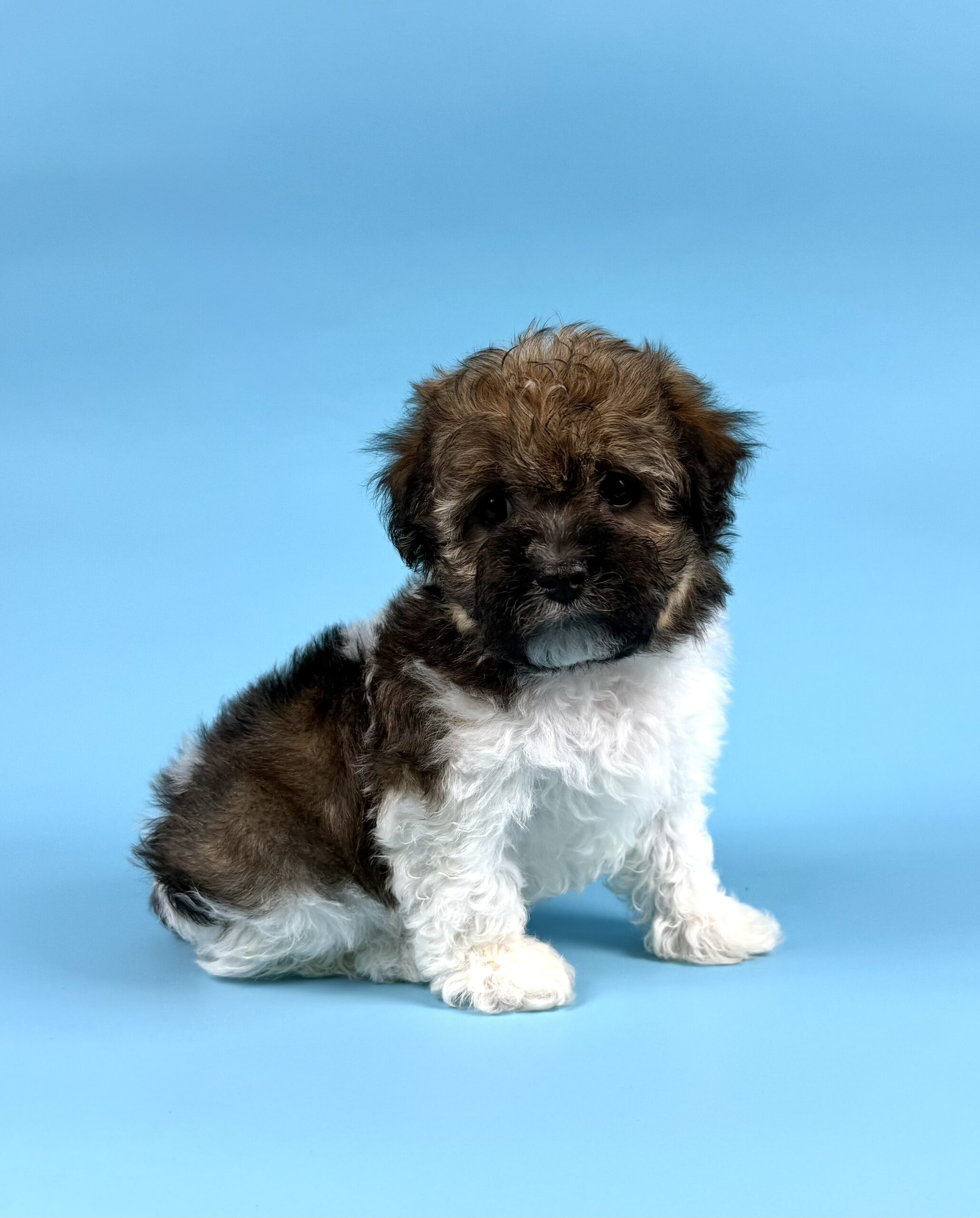Oasis Puppies | DEXTER DEXTER - Image 2