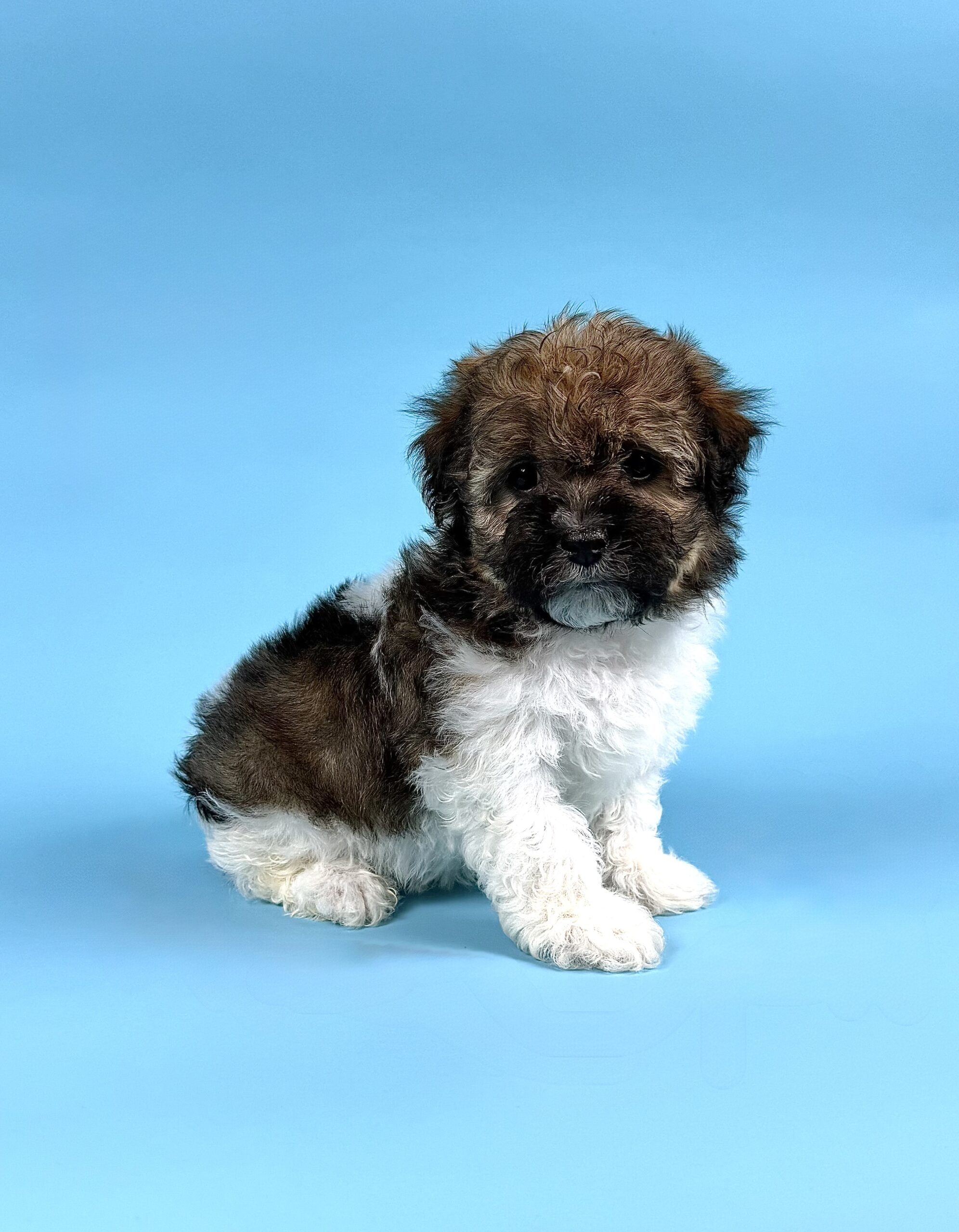 Oasis Puppies | DEXTER DEXTER - Image 3