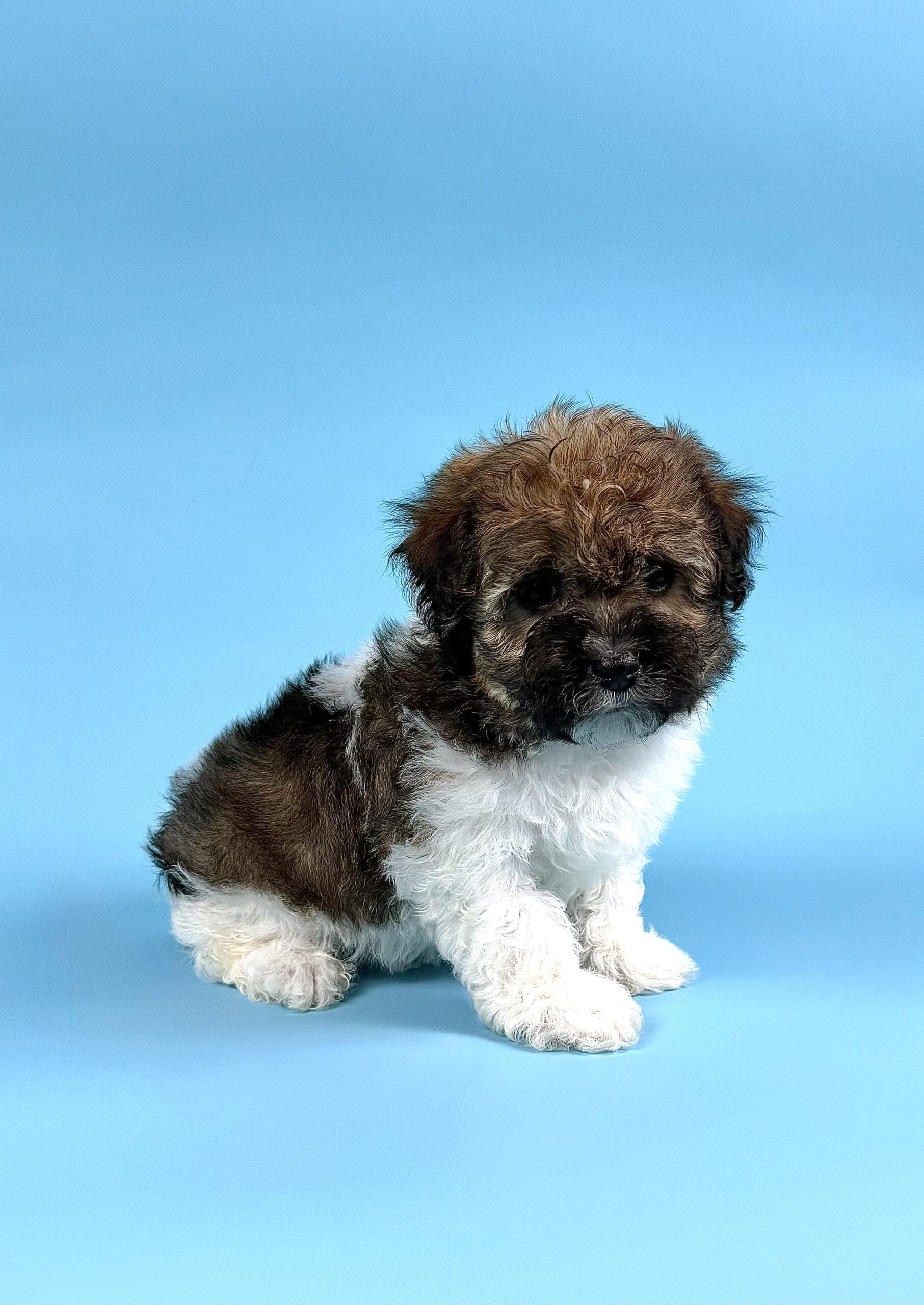 Oasis Puppies | DEXTER DEXTER - Image 4